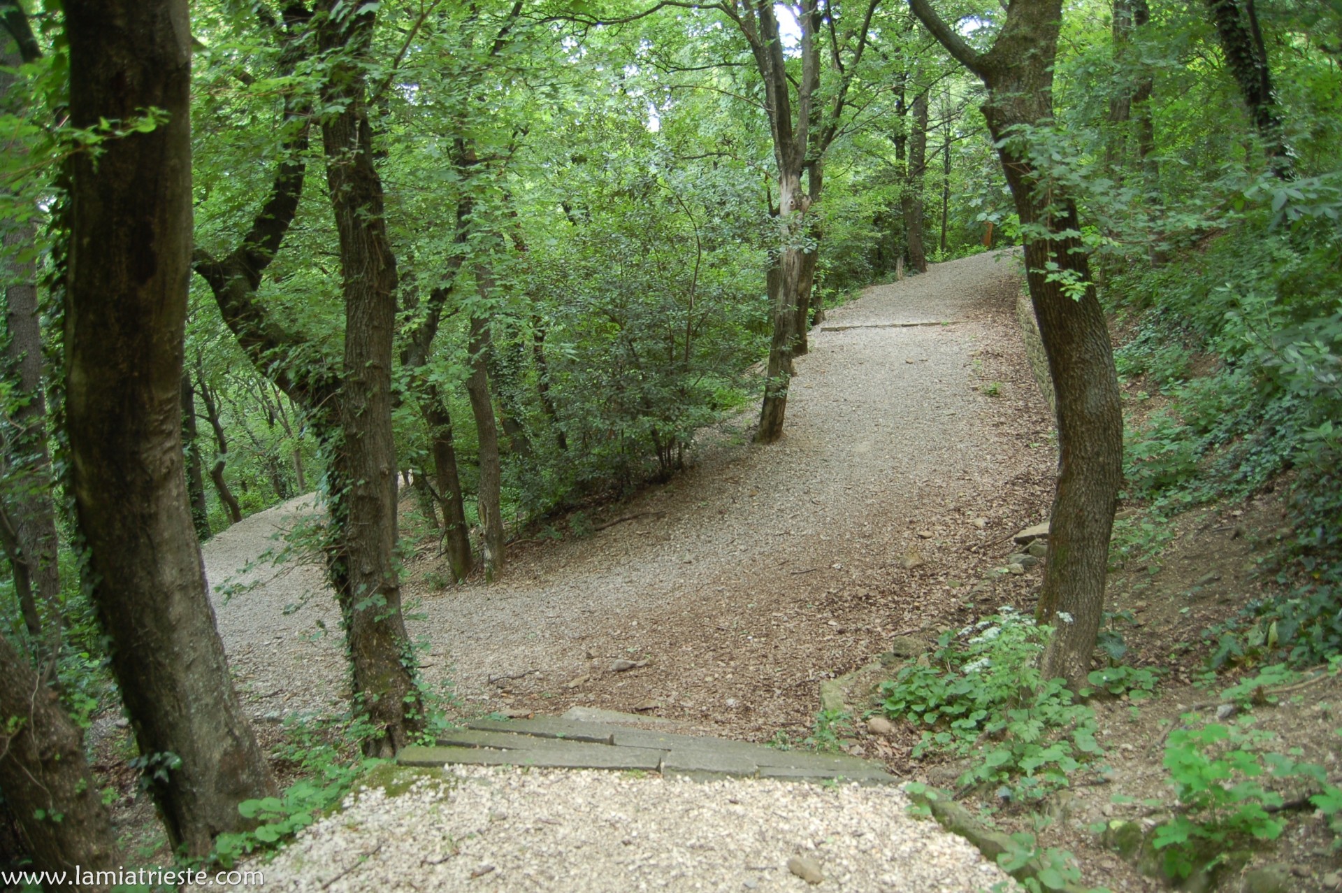 Boschetto del Parco Ferdinandeo del Cacciatore