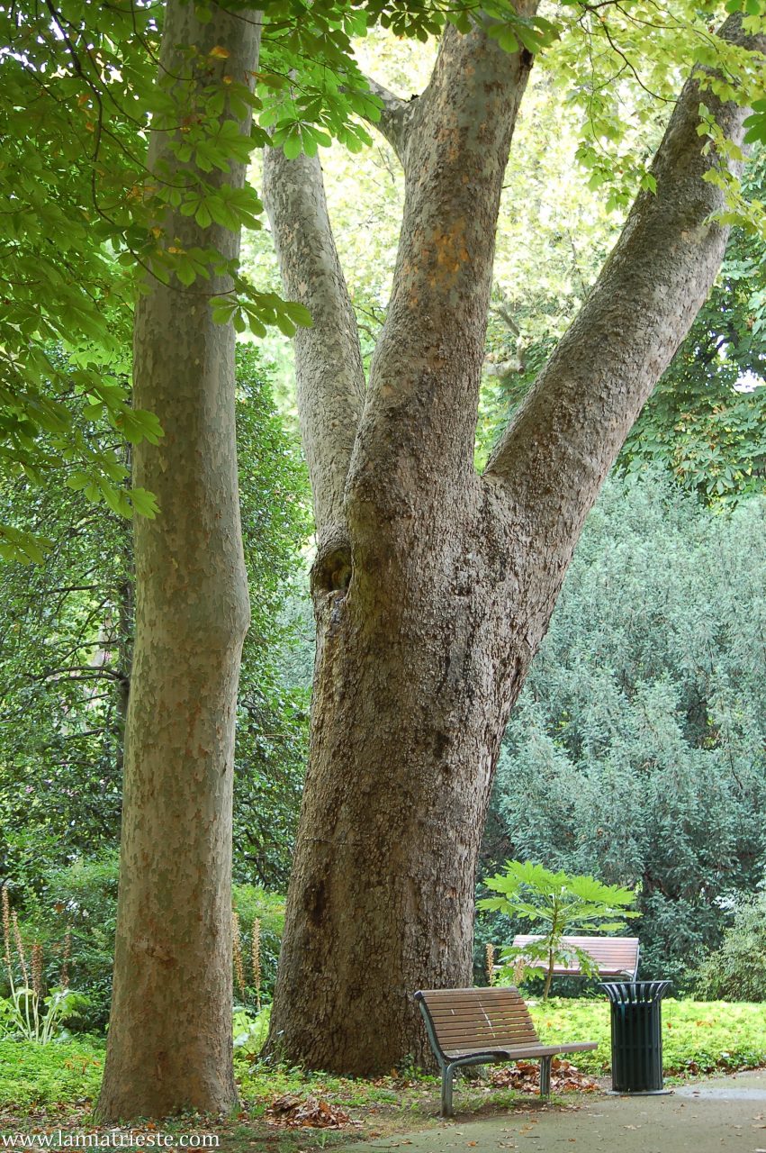 Il giardino pubblico – ii parte la mia trieste